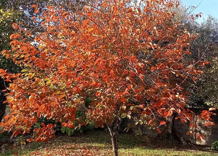 Casa Guimaraes Ferienhaus Ponte de Lima